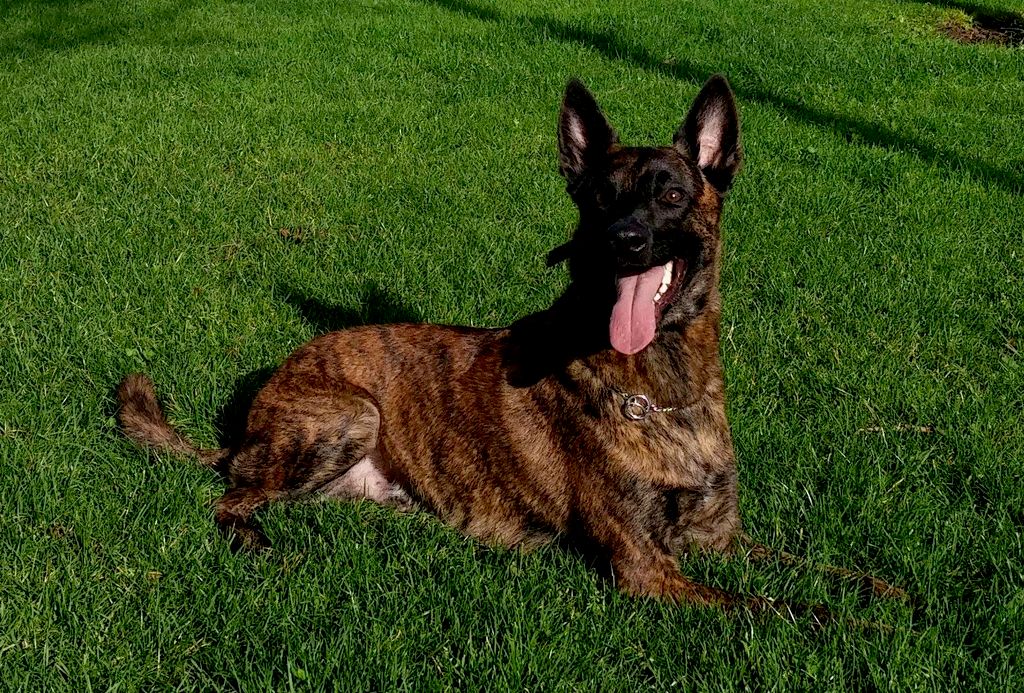 Charlie the Dutch Shepherd