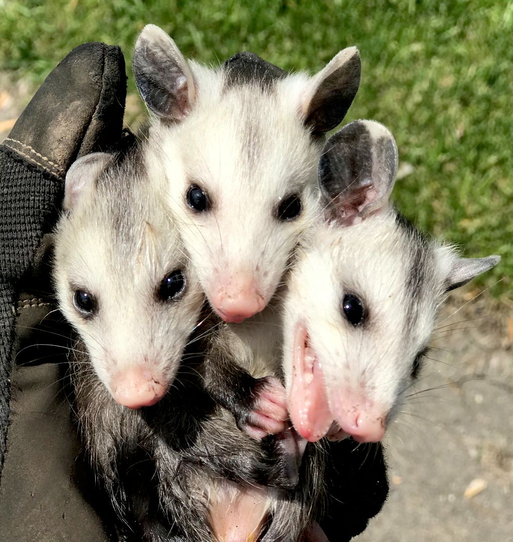Three headed opossum...sort of   
