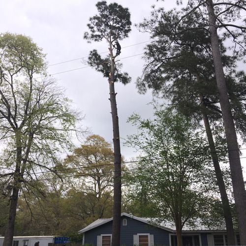 Removing a pine in New Caney