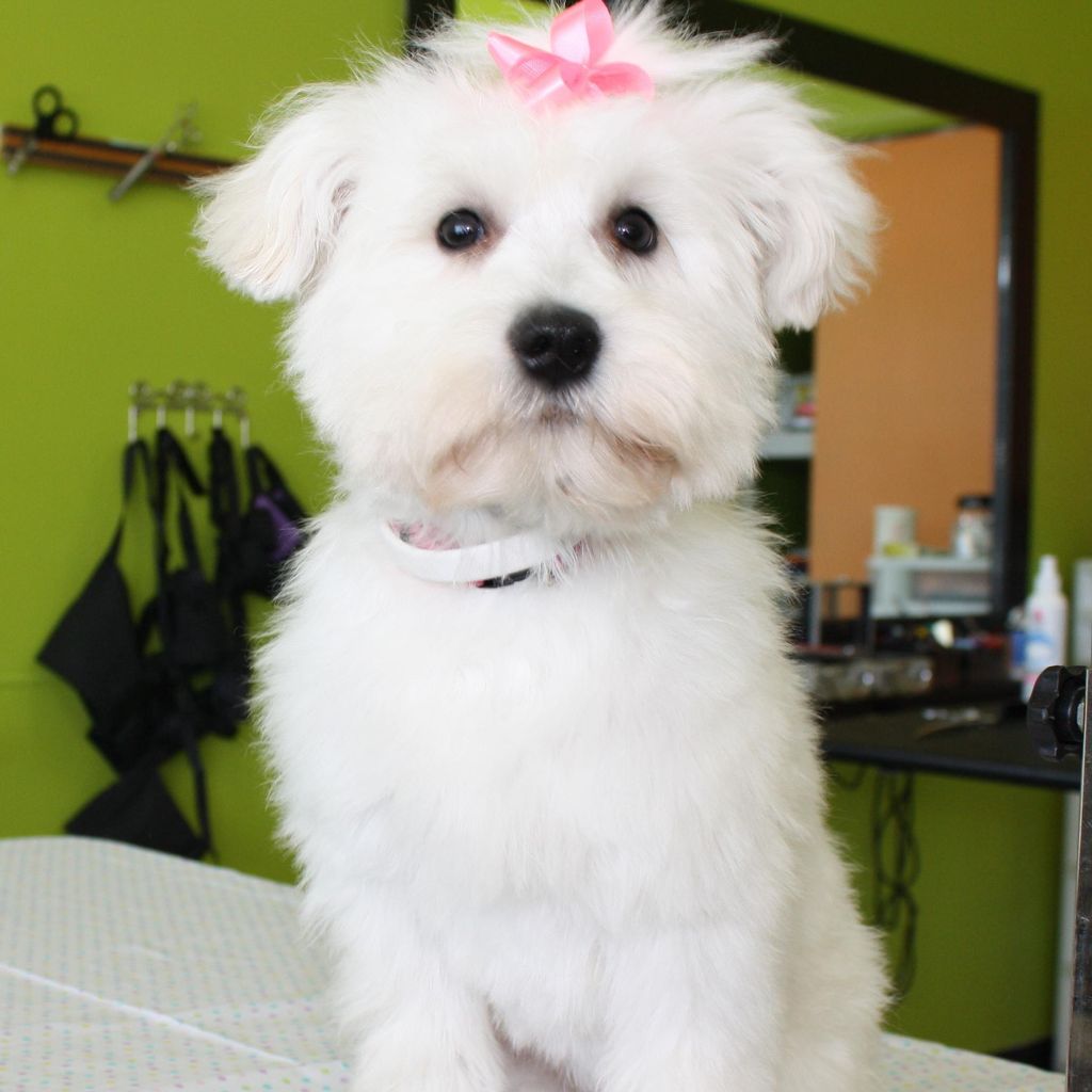 Ceci's Pets Paradise of Lilburn