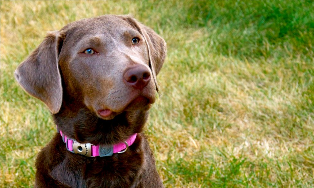 Piper