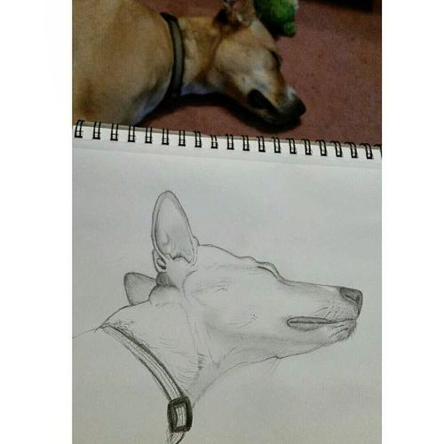 Pencil sketch of my dog