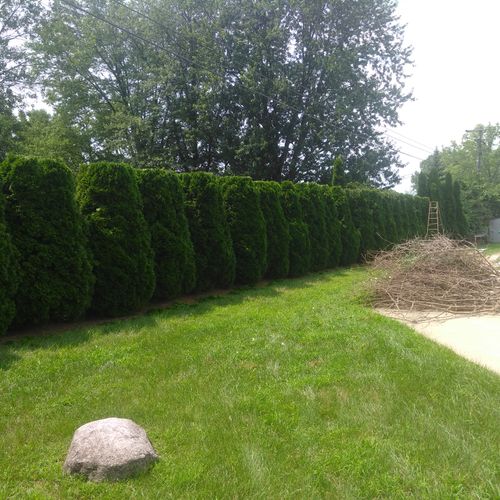 large/ small hedge trimming