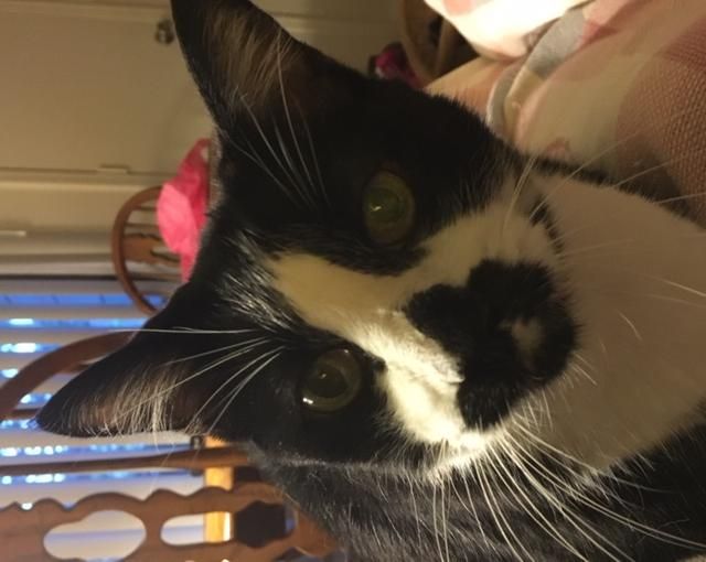 Meet Ivy. She is a rescue kitty. I've had her also
