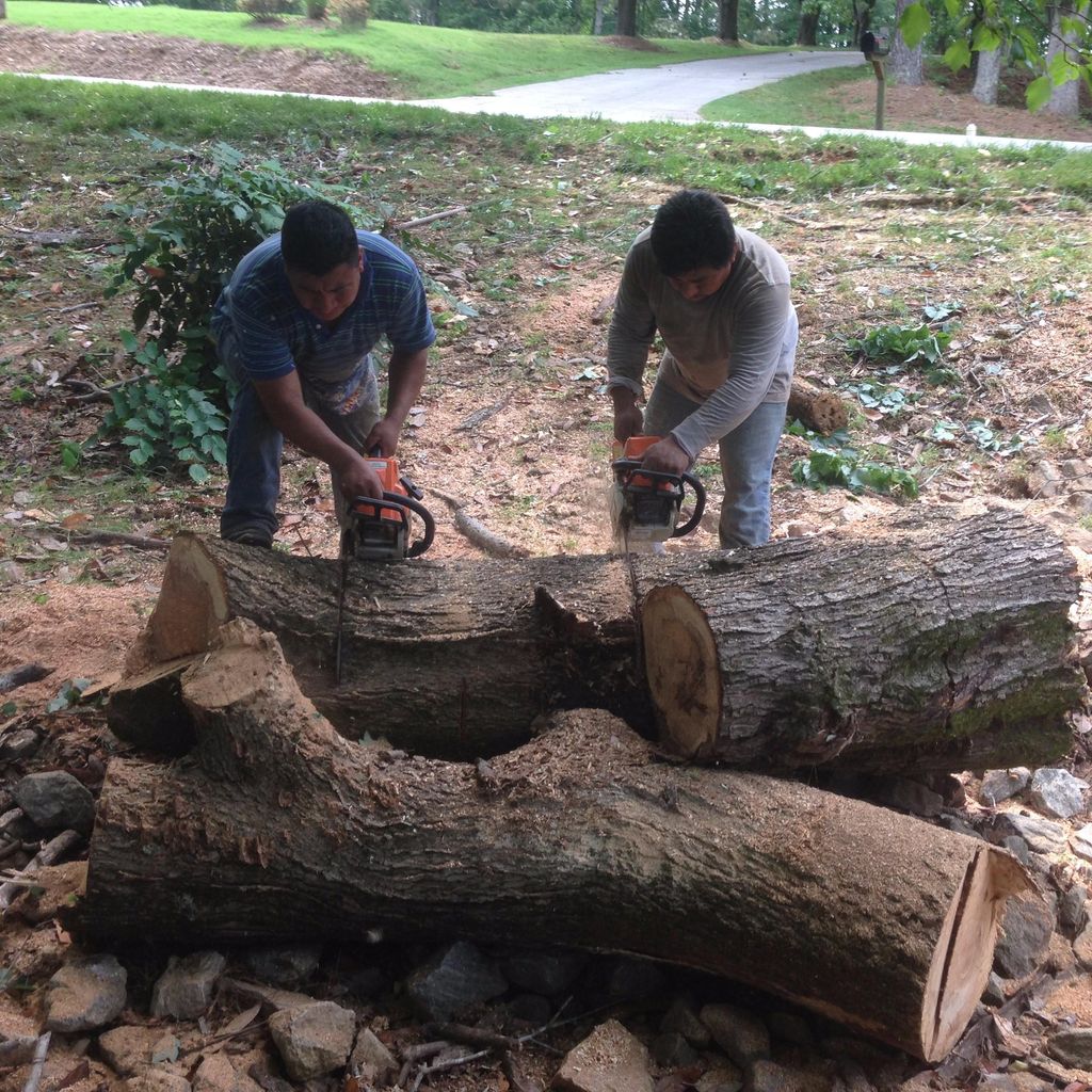 Today we cut a one, Tree in Atlanta.