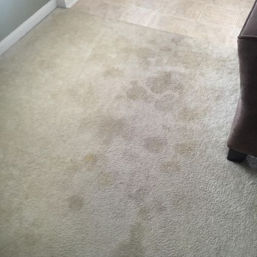 Before Pet Stain Treatment and Steam Cleaning