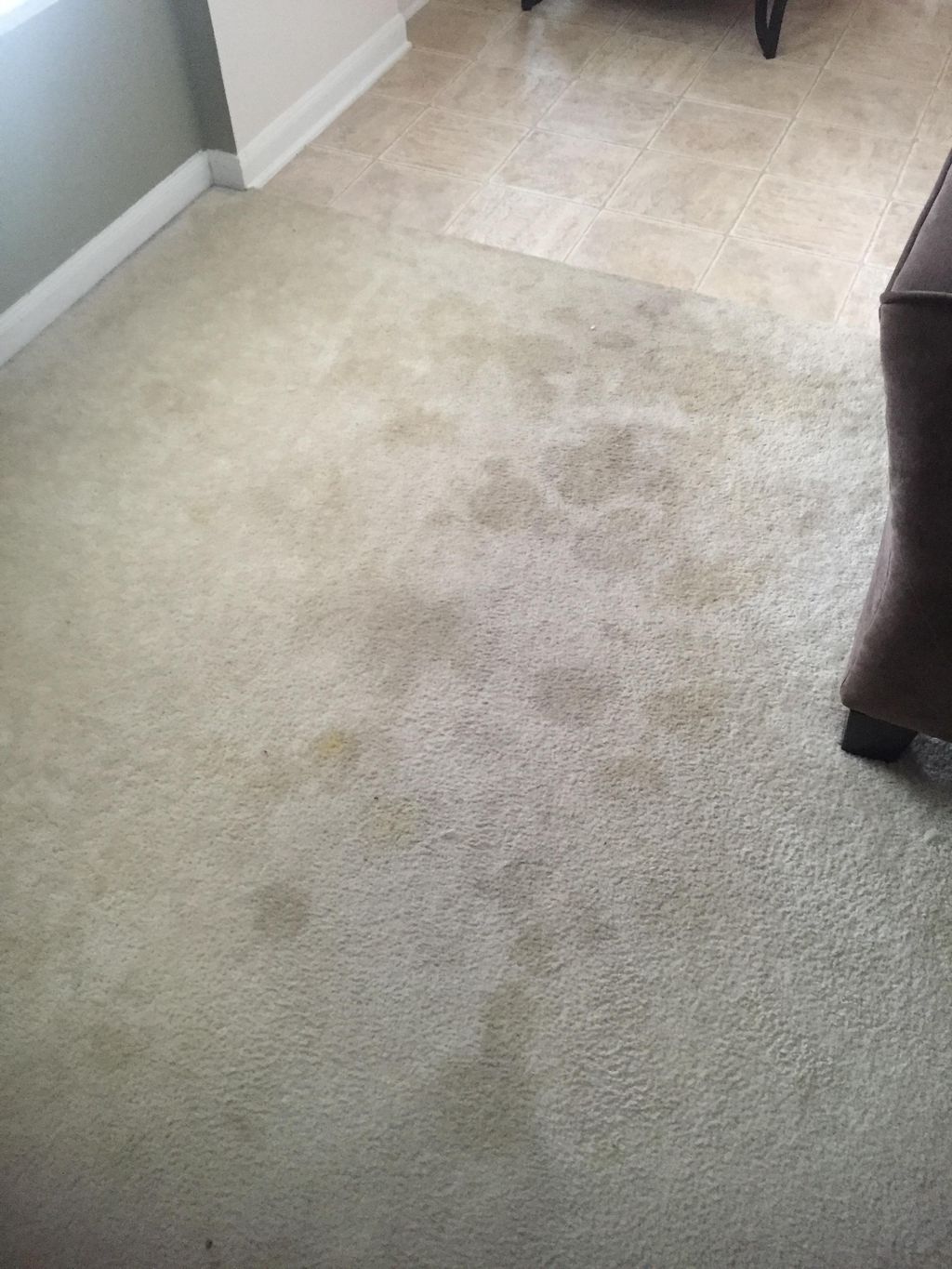Before Pet Stain Treatment and Steam Cleaning
