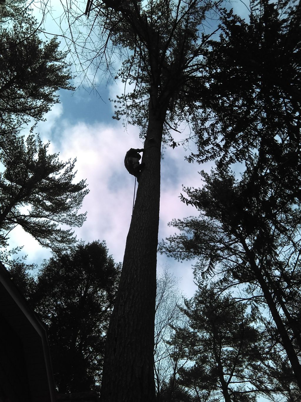 Topped, Chopped & Dropped LLC.