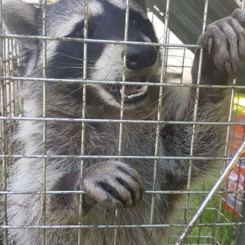 Raccoon caught in Valley Village