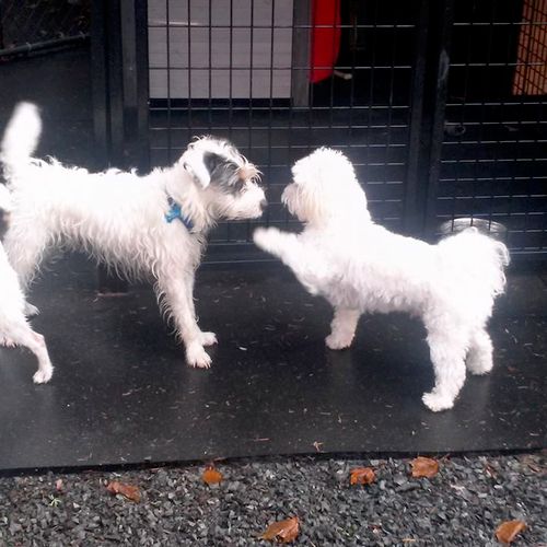 Getting to know each other in the play yard!