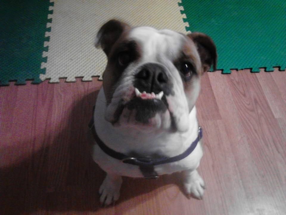 Don't I have beautiful teeth?  Where is my cookie?