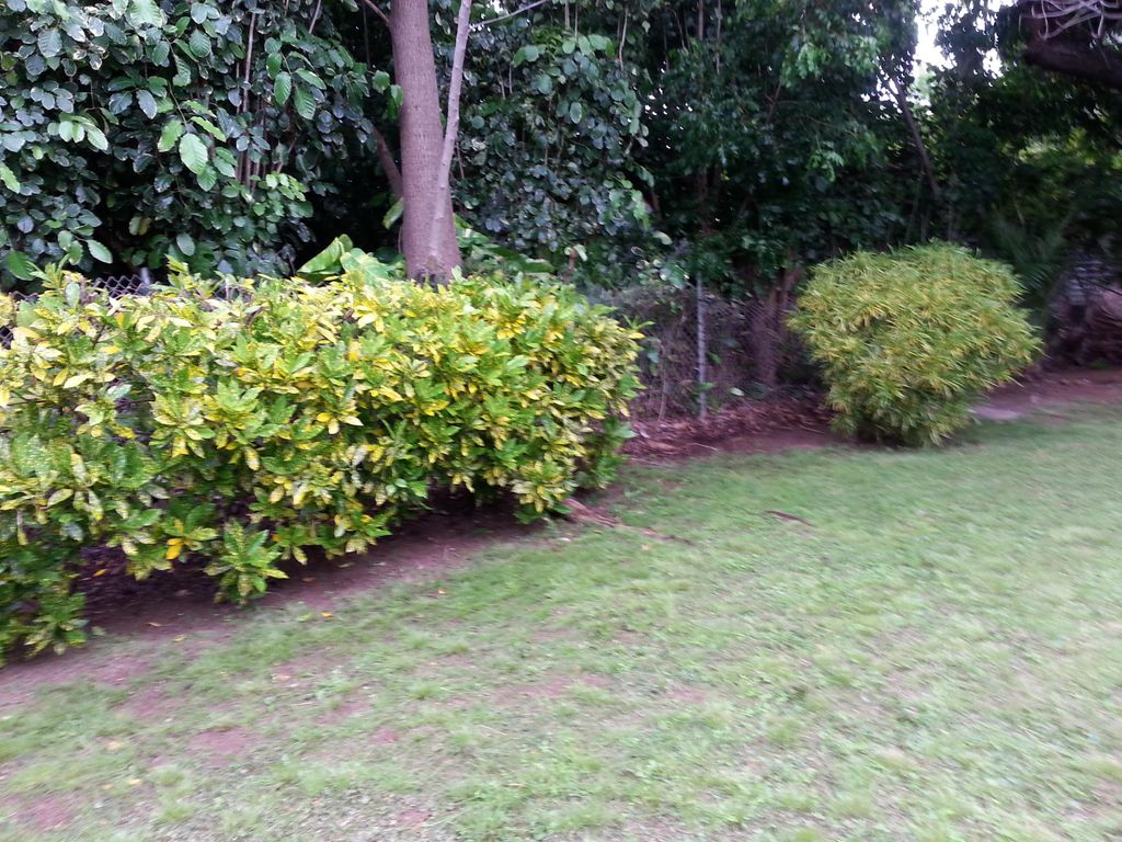 (AFTER) Uproot Unwanted Plants