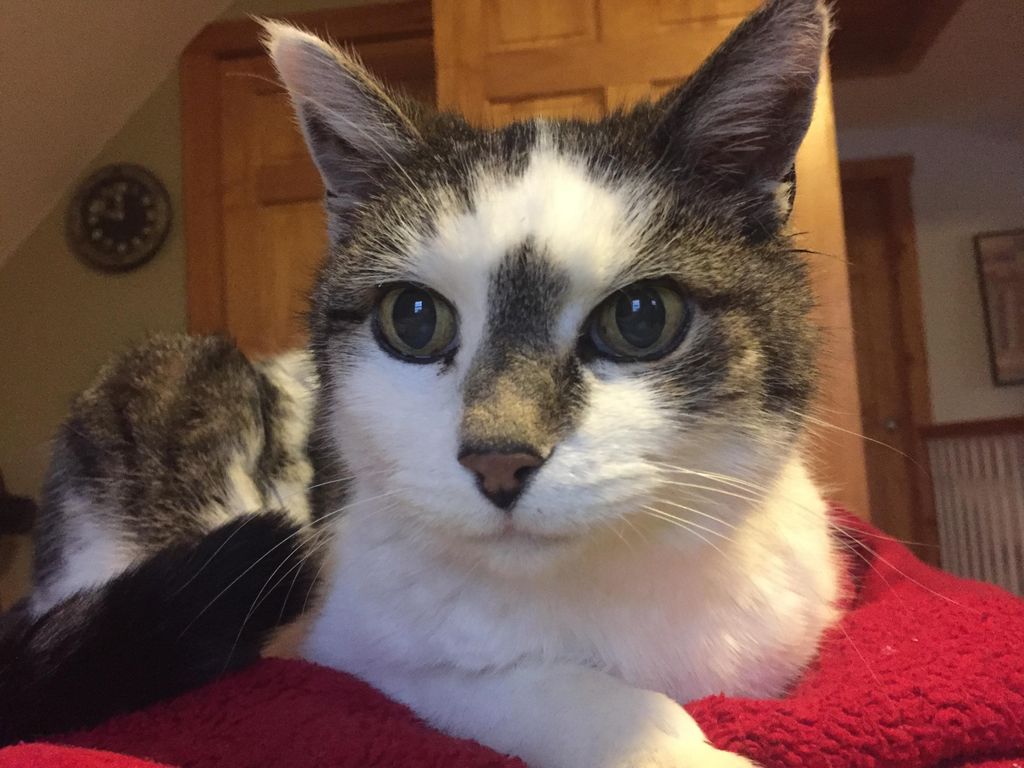 This is Bob. She (yes, she) has taken a liking to 