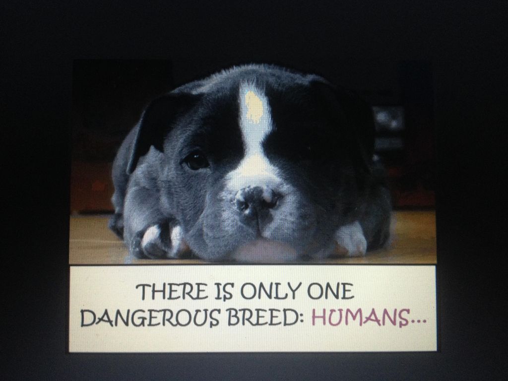 I do not breed discriminate, each breed has its ow