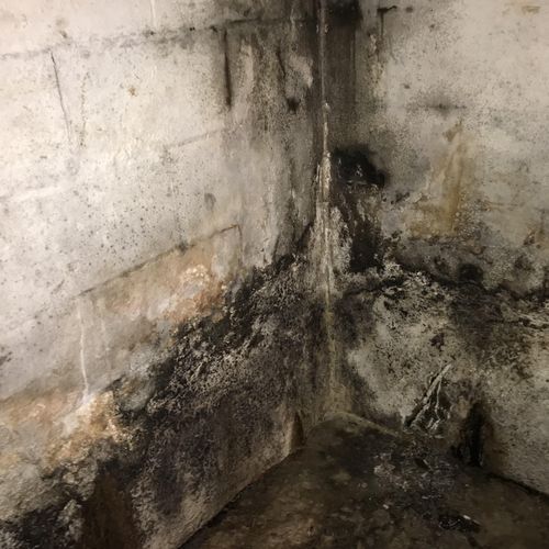 Mold in basement 