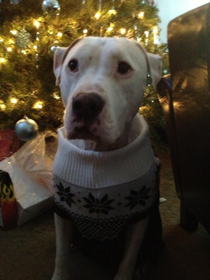 Rudy in his Christmas sweater.  What a good boy!