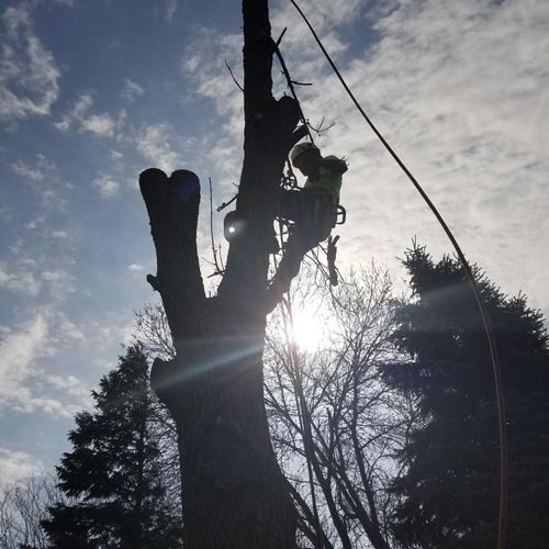 Roping down trunk pieces on this ash tree in West 