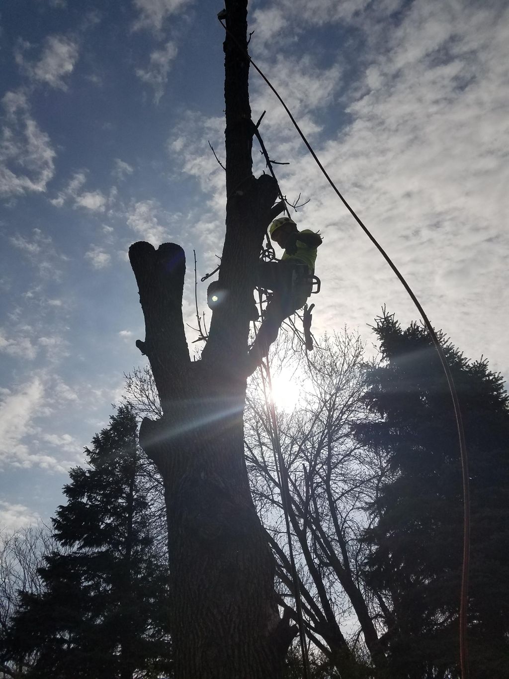 Roping down trunk pieces on this ash tree in West 