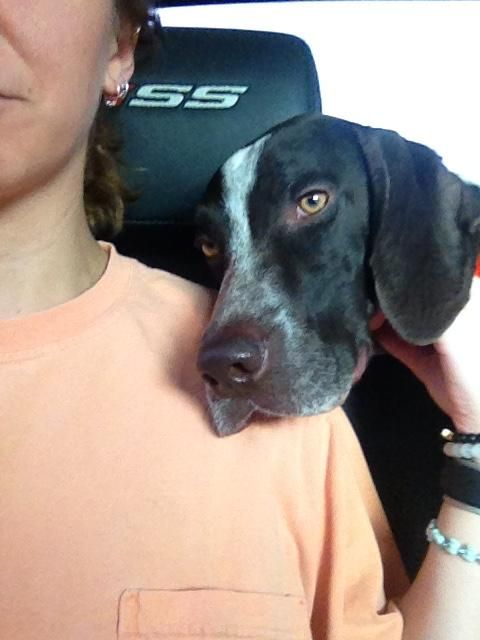 Levi- 3yr old GSP