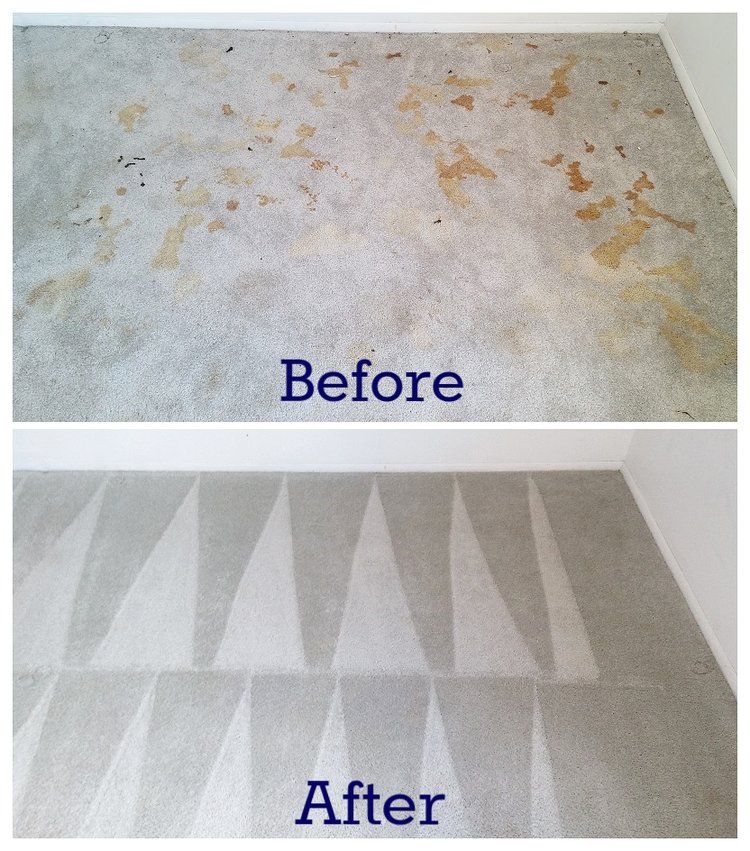 Pet Stains