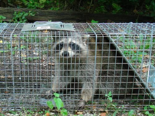 We capture all kinds of wildlife!