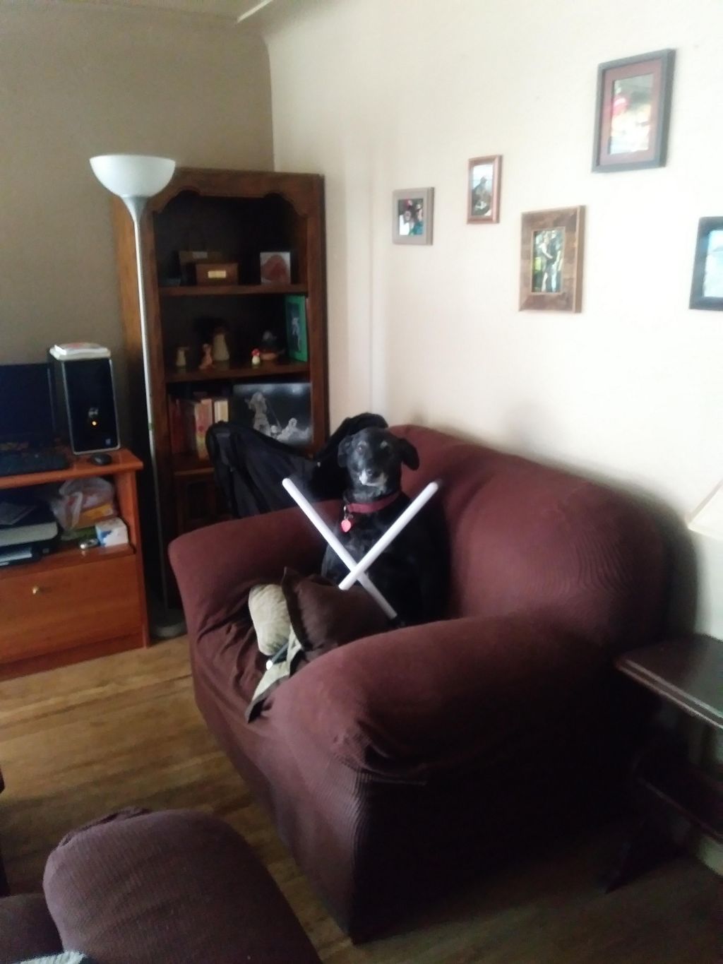 Darth Vadar dog