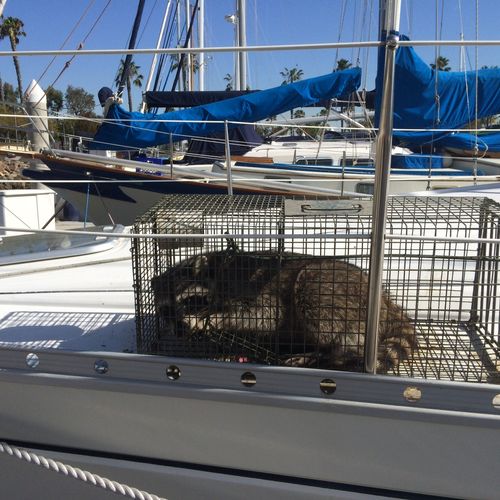 THIS RACCOON WAS LIVING INSIDE OF THE ANCHOR CHAIN