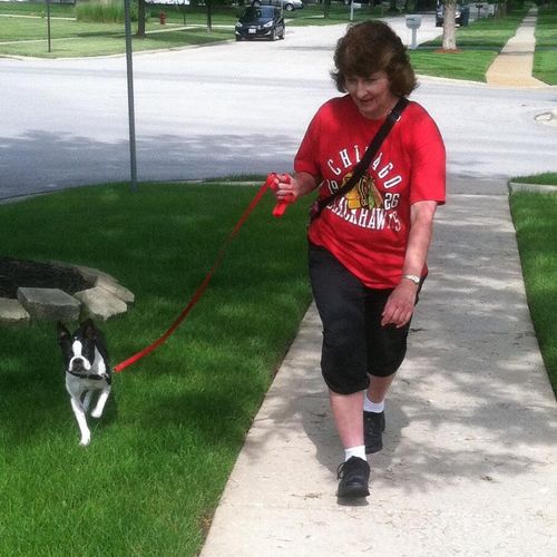 Anita walking a Boston terrier.
