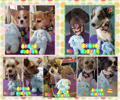 Avatar for Michie's Pampered Pets House Call Grooming