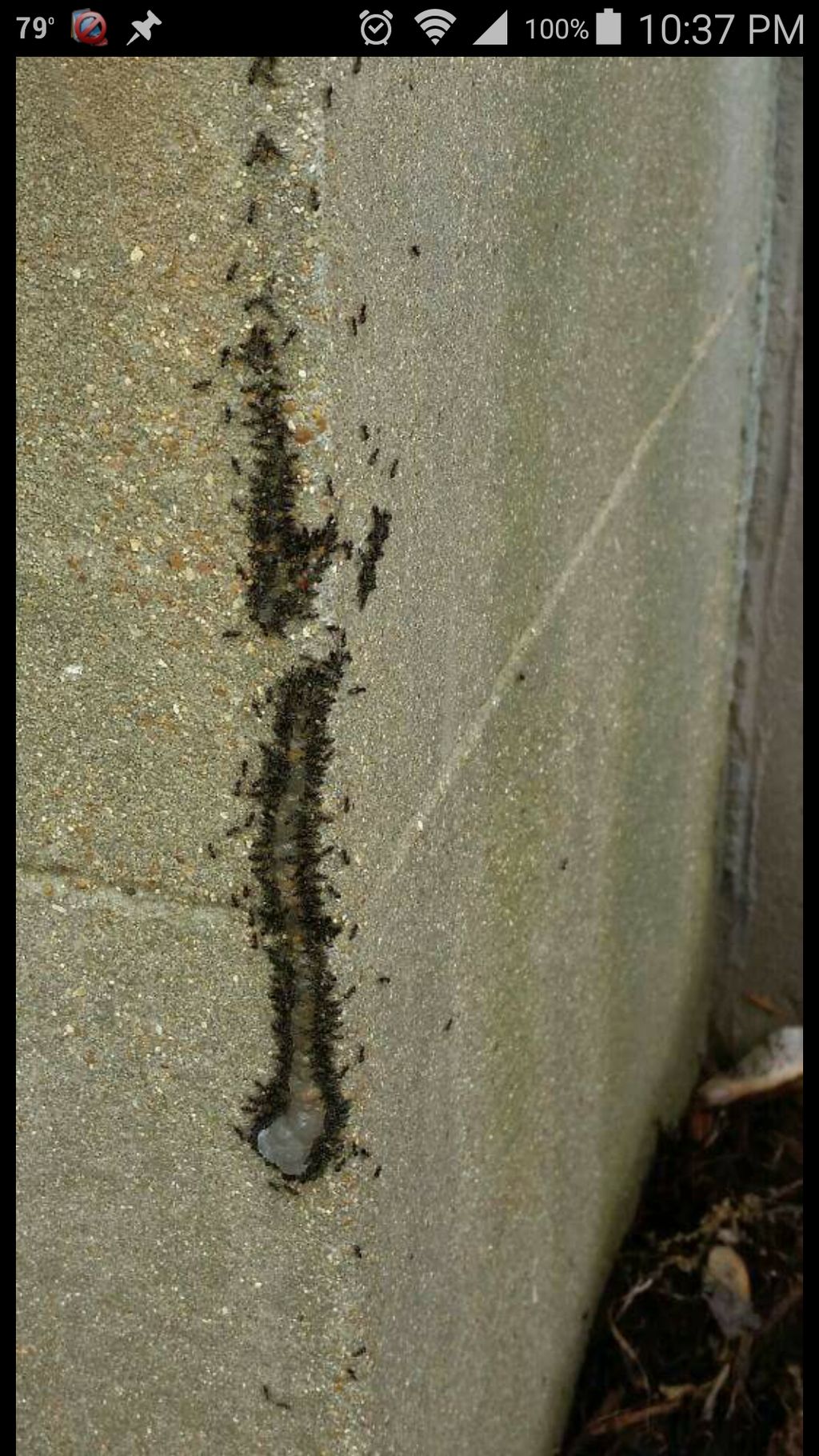 Odorous House Ants, eating gel bait.