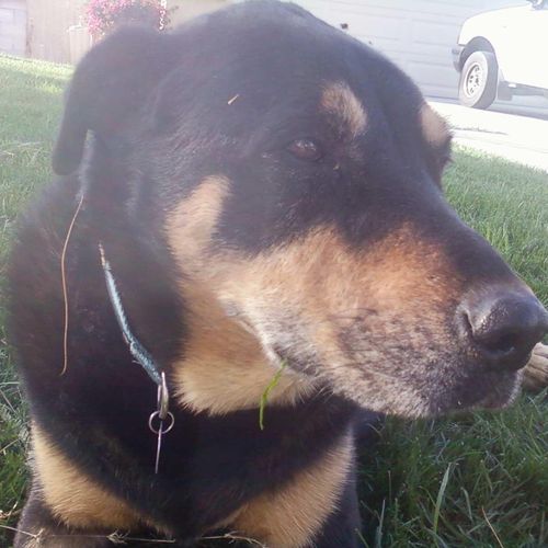 this is a Rottweiler i had as a pet she was a grea