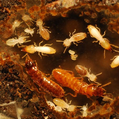 Live Termites