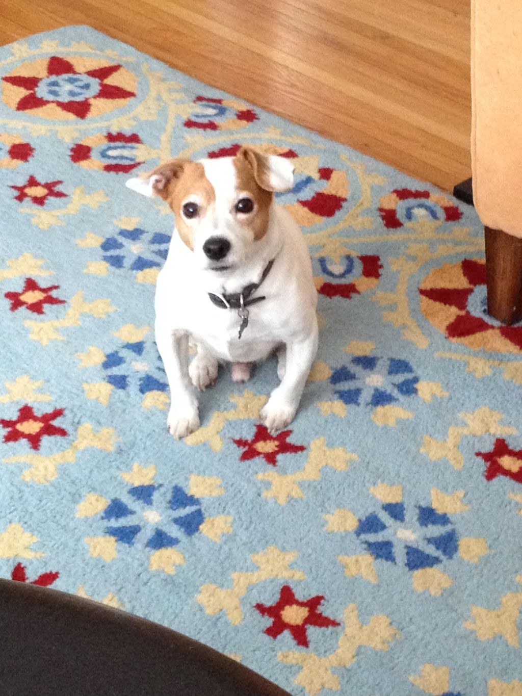 Ringo posing
