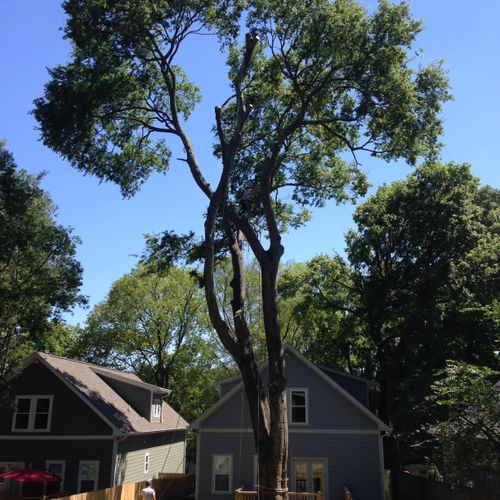 Large Hackberry Removal