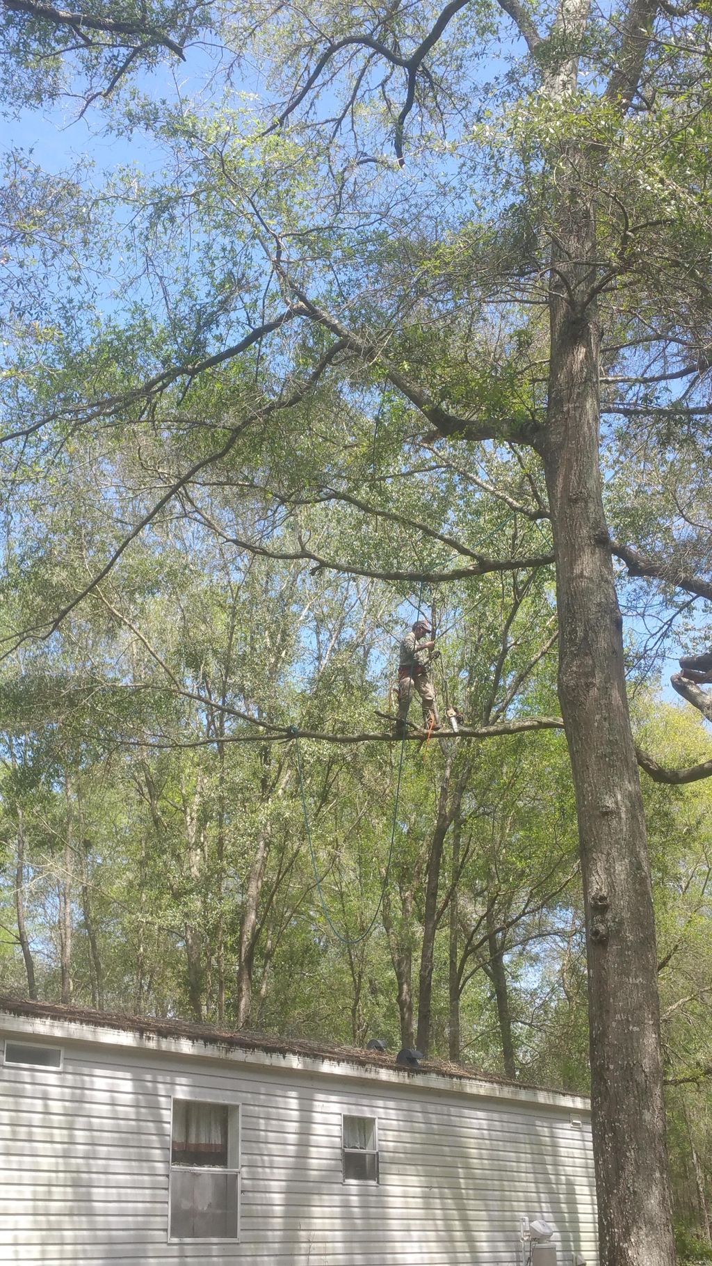 limb walking 