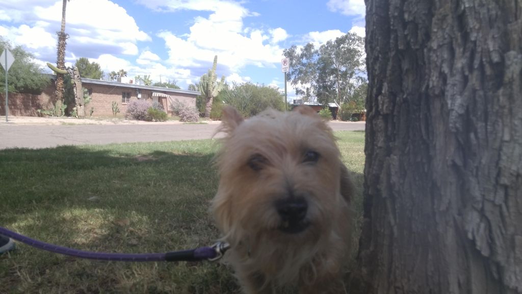 Walks at the park with our man Gizmo!