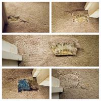 Repair/patching of damaged carpet.