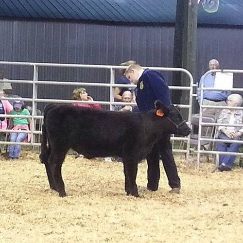 Grand with show steer