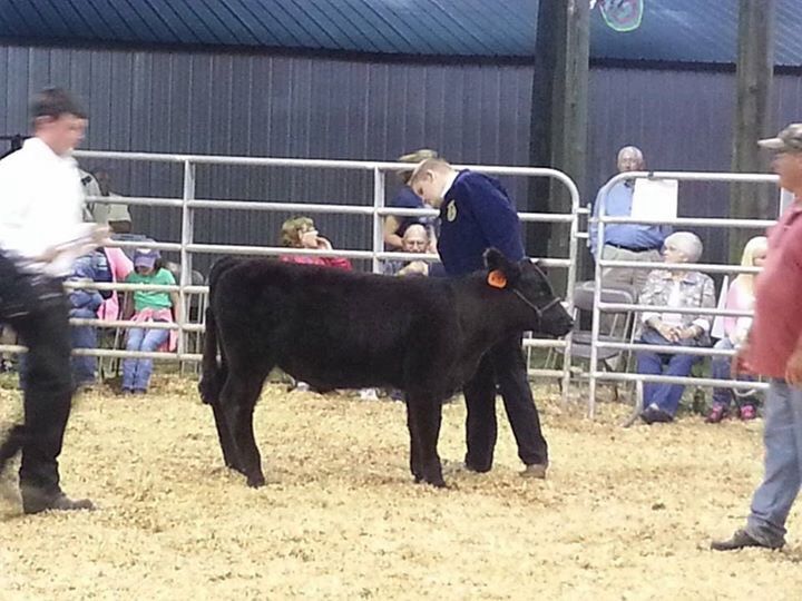 Grand with show steer