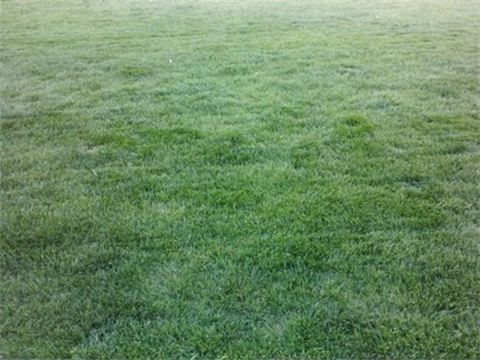 Another picture of my own lawn