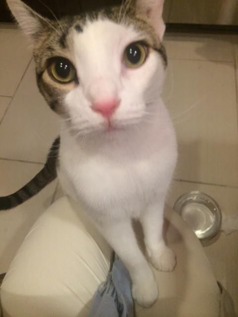 Kittie Kare for Kiki!