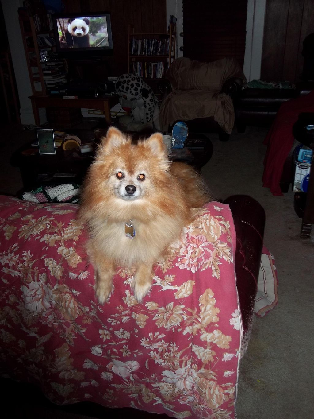 I I'm Pumpkin.  Im a guard dog, and I and a food t