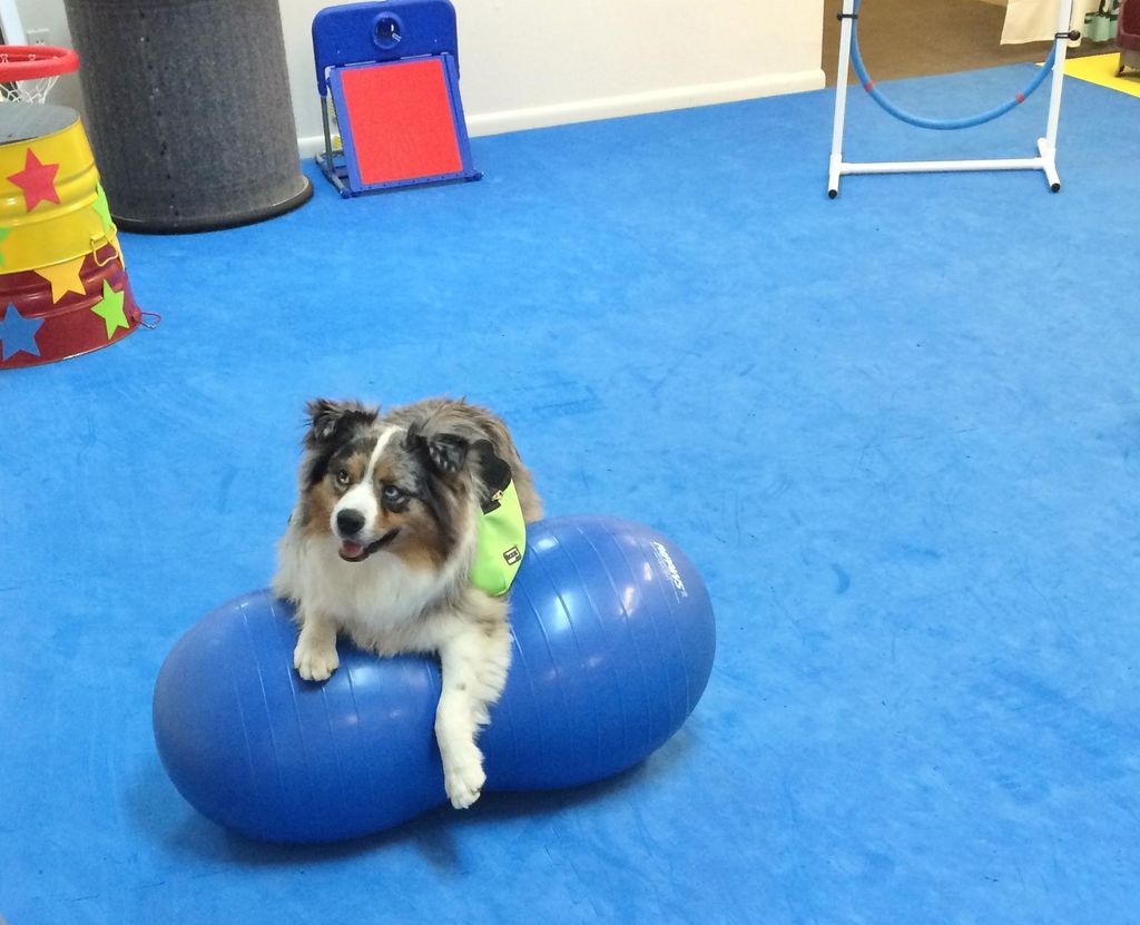 K9 Fit Club Member Brodie