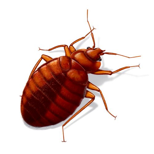 Bed Bugs infestations need to be addressed right a