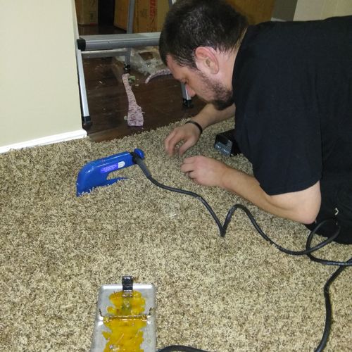 My business partner seaming up carpet
