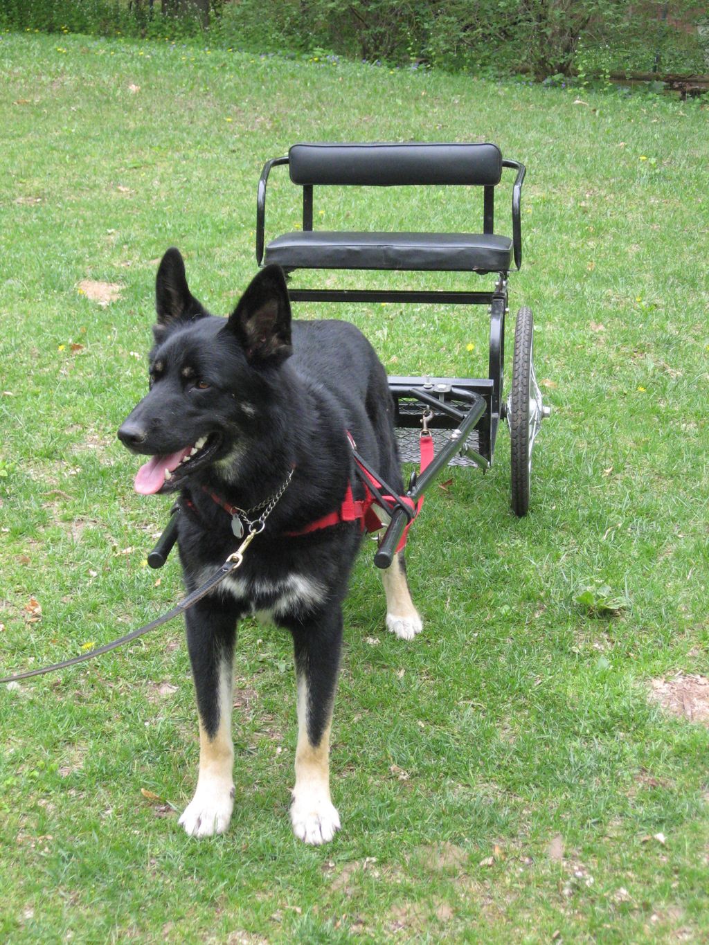 Echo at 1.5 yrs learning to drive. Urban Mushing