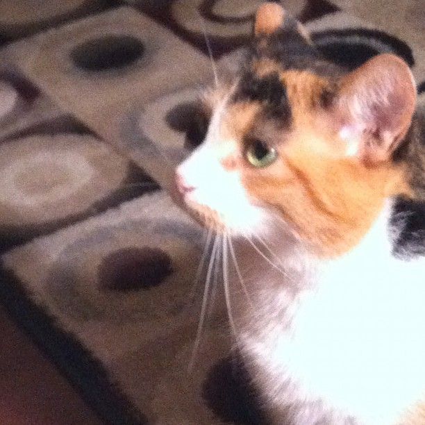 Nicki is just one of the four kitties at this home