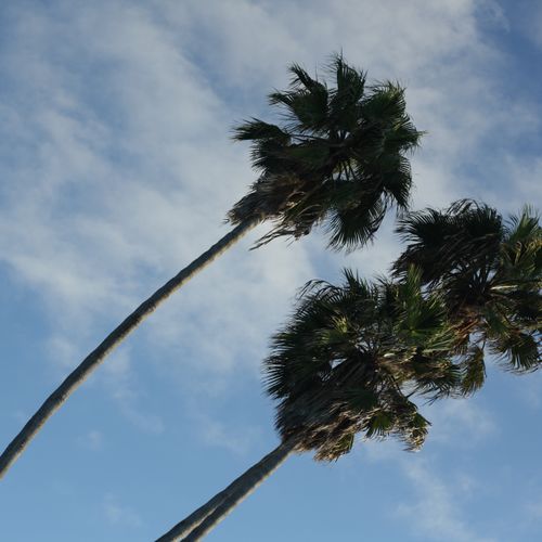 3 beautiful palm trees standing tall and strong. T