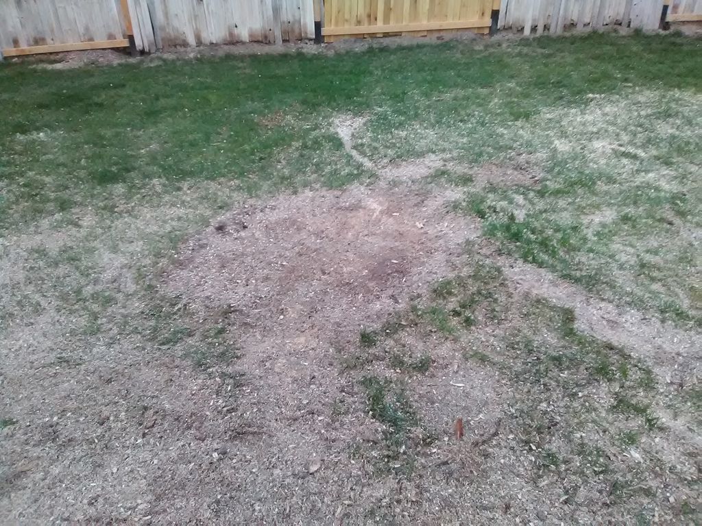 THIS IS THE STUMP FROM THE WILLOW. THAT WE GRINDED