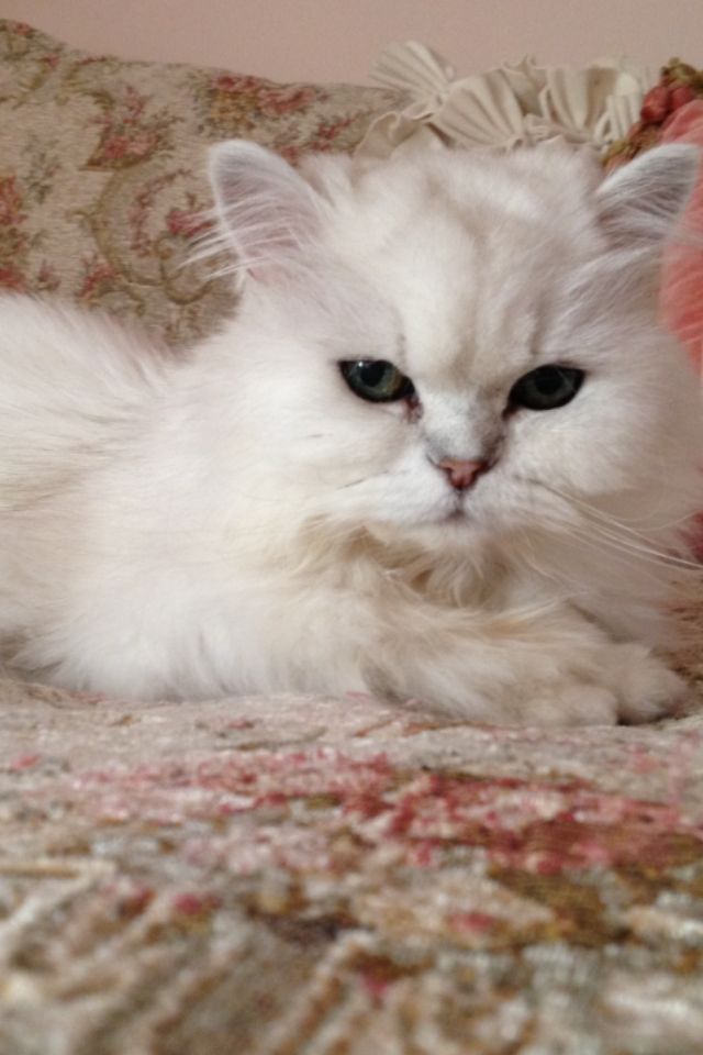 Lacey-  My first fur baby client!